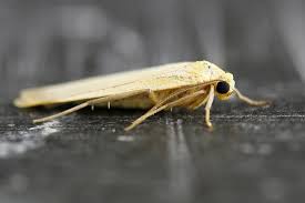 Attēlu rezultāti vaicājumam “Eilema depressa imago”