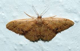 Attēlu rezultāti vaicājumam “Paramesus obtusifrons”