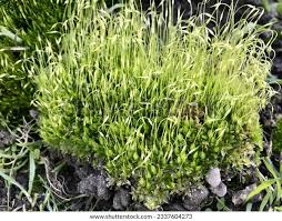 Attēlu rezultāti vaicājumam “Funaria hygrometrica”