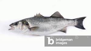 Image result for Centropomus undecimalis