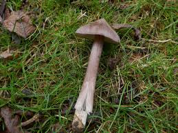 Attēlu rezultāti vaicājumam “Enerthenema papillatum young”