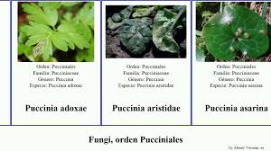 Attēlu rezultāti vaicājumam “Pucciniales”