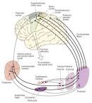 cause <b>movement disorders</b>,