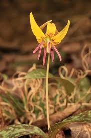Attēlu rezultāti vaicājumam “Diderma umbilicatum”