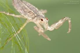 Attēlu rezultāti vaicājumam “Nepa cinerea nymph”