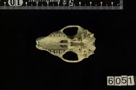 Attēlu rezultāti vaicājumam “Erinaceus sp.”