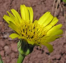 Image result for Tragopogon pratensis
