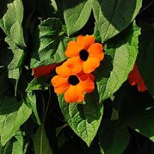 Image result for Thunbergia alata