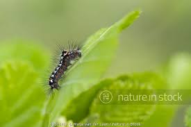 Attēlu rezultāti vaicājumam “Euproctis similis”