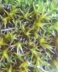 Attēlu rezultāti vaicājumam “Schistidium apocarpum”