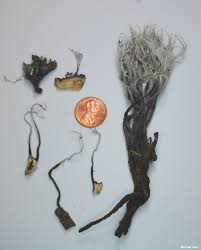 Attēlu rezultāti vaicājumam “Xylaria hypoxylon”