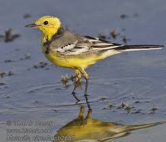 Attēlu rezultāti vaicājumam “Motacilla citreola male”