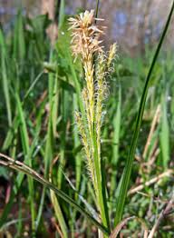 Attēlu rezultāti vaicājumam “Carex hirta male flower”