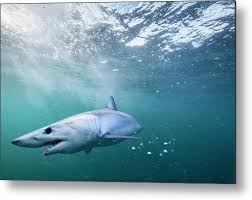 Image result for Isurus oxyrinchus