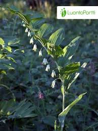 Attēlu rezultāti vaicājumam “Polygonatum multiflorum  leaf”