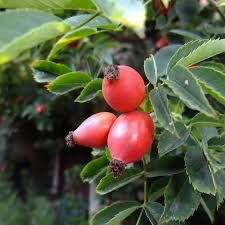 Image result for Rosa canina