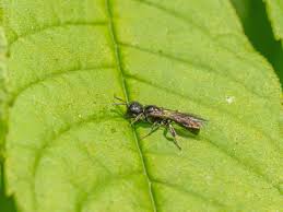 Attēlu rezultāti vaicājumam “Crabronidae”