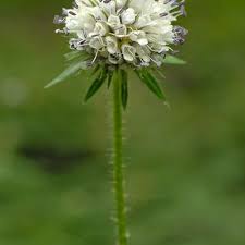 Image result for Dipsacus pilosus