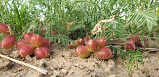 Attēlu rezultāti vaicājumam “Astragalus arenarius fruit”