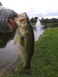 Image result for Wakefield Angling Club