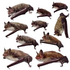 Attēlu rezultāti vaicājumam “Myotis sp.”