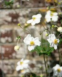 Image result for Anemonenarten