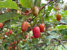 Attēlu rezultāti vaicājumam “Eriophorum gracile fruit”