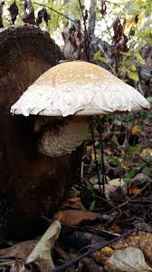 Attēlu rezultāti vaicājumam “Pholiota heteroclita”