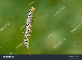 Attēlu rezultāti vaicājumam “Shargacucullia scrophulariae”