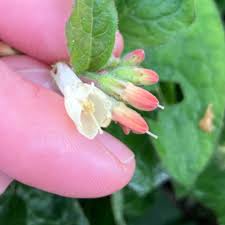 Attēlu rezultāti vaicājumam “Symphytum grandiflorum flower”