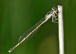 Attēlu rezultāti vaicājumam “Comatricha fragilis stalked”