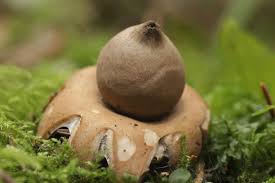 Attēlu rezultāti vaicājumam “Geastrum fimbriatum”