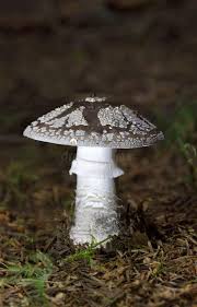 Attēlu rezultāti vaicājumam “Amanita excelsa”