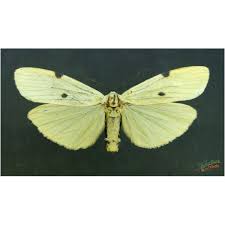 Attēlu rezultāti vaicājumam “Lithosia quadra male”