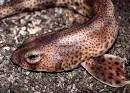 Dogfish #2 » Just Animals