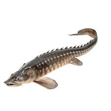 Image result for Acipenser oxyrinchus oxyrinchus