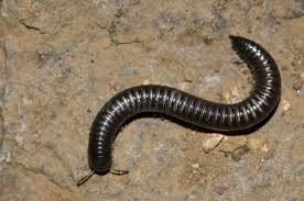 Attēlu rezultāti vaicājumam “Ommatoiulus vilnensis”