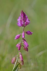 Attēlu rezultāti vaicājumam “Polygala comosa”