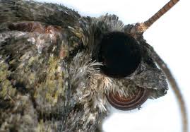 Attēlu rezultāti vaicājumam “Catarhoe rubidata”