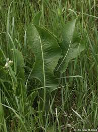 Attēlu rezultāti vaicājumam “Armoracia rusticana leaf”