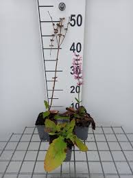 Image result for Salvia pratensis `Rose Rhapsody