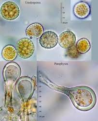 Attēlu rezultāti vaicājumam “Melampsora epitea”