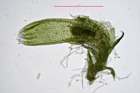 Attēlu rezultāti vaicājumam “Cephaloziella hampeana”