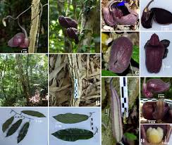 Attēlu rezultāti vaicājumam “Aristolochiaceae”