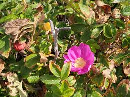 Attēlu rezultāti vaicājumam “Rosa villosa”