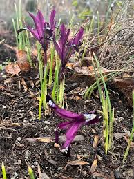 Attēlu rezultāti vaicājumam “Iris reticulata”