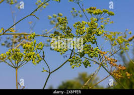 Attēlu rezultāti vaicājumam “Pastinaca sativa subsp. sylvestris flower”