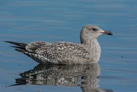 Attēlu rezultāti vaicājumam “Larus argentatus”