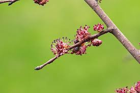 Attēlu rezultāti vaicājumam “Ulmus laevis flower”