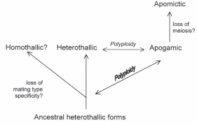 Attēlu rezultāti vaicājumam “Amaurochaete fusiformis spores”